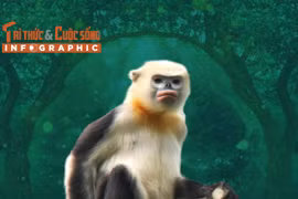 [INFOGRAPHIC] Loài động vật quý hiếm chỉ có ở Việt Nam