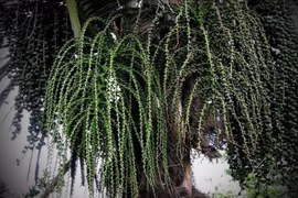 Cây Đoác Việt Nam tiết rượu tươi, uống mát bổ thần kỳ