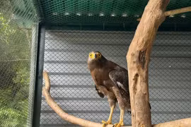 Diều hoa Miến Điện xuất hiện ở Quảng Trị quý hiếm cỡ nào?