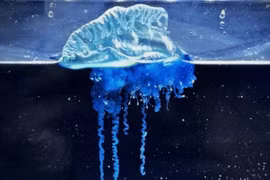 Sứa màu xanh lam xuất hiện ngoài khơi Nhật Bản, chuyên gia nói sao?