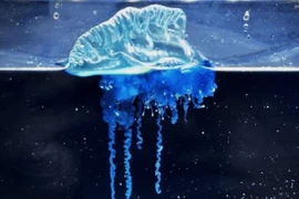 Sứa màu xanh lam xuất hiện ngoài khơi Nhật Bản, chuyên gia nói sao?