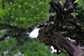 Vì sao trồng thông sau nhà được xem là bùa hộ mệnh sống?