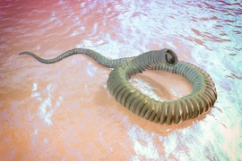 Top ký sinh trùng kinh hoàng nhất khiến con người ám ảnh nhiều thập kỷ