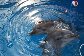 Cá voi, chuột, mèo hay chim bồ câu - loài nào làm gián điệp giỏi nhất?