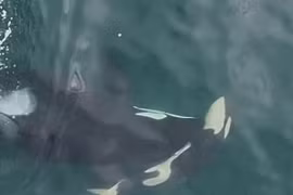 Cá voi sát thủ giữ xác con non nhiều ngày, giới khoa học 'vắt óc' giải mã