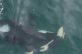 Cá voi sát thủ giữ xác con non nhiều ngày, giới khoa học 'vắt óc' giải mã