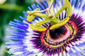 Cây cảnh kỳ lạ nở hoa như mặt trời tím ngoài hành tinh