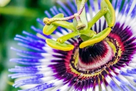 Cây cảnh kỳ lạ nở hoa như mặt trời tím ngoài hành tinh