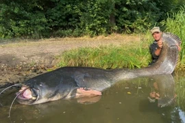 Bắt sống thủy quái khủng dài gần 3m, cần thủ vớ bẫm