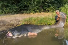 Bắt sống thủy quái khủng dài gần 3m, cần thủ vớ bẫm