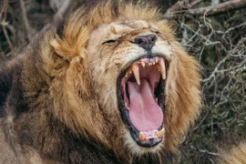 Dùng AI phát hiện bí mật về tiếng gầm của sư tử