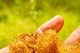 Hàn Quốc "hồi sinh" loại vải vàng quý giá chỉ dành riêng cho hoàng đế La Mã