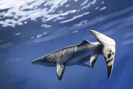 'Thủy quái' khổng lồ, chưa từng biết đến, được tìm thấy ở Morocco