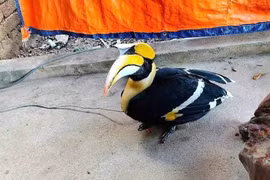 Chim lạ bay vào vườn nhà dân Nghệ An là loài quý hiếm