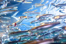 Những Giải thưởng Ig Nobel 'độc, dị' nhất thế giới 