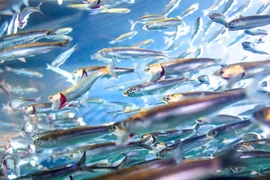 Những Giải thưởng Ig Nobel 'độc, dị' nhất thế giới 