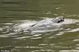 Đi dạo vô tình phát hiện sinh vật bí ẩn ở sông Thames