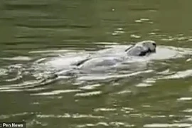 Đi dạo vô tình phát hiện sinh vật bí ẩn ở sông Thames