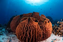 Nhờ 'hóa thạch hóa học', chuyên gia giải mã động vật đầu tiên trên Trái đất