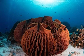 Nhờ 'hóa thạch hóa học', chuyên gia giải mã động vật đầu tiên trên Trái đất