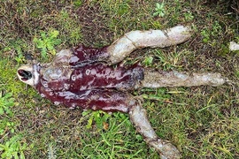 Bạch tuộc '7 chân' cực hiếm trôi dạt vào bờ biển Scotland