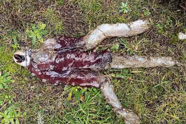 Bạch tuộc '7 chân' cực hiếm trôi dạt vào bờ biển Scotland