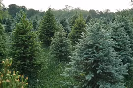 Kỳ bí loài cây biết 'nuốt vàng', tiết lộ vị trí mỏ quý dưới lòng đất