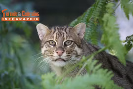 [INFOGRAPHIC] Loài mèo cá quý hiếm rất giỏi bơi lội