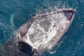 Cảnh tượng cá voi săn mồi ngoạn mục tại vịnh Nha Trang gây sốt