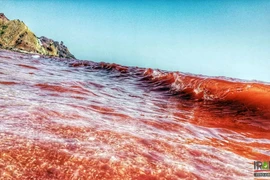 Nước biển đỏ rực sau mưa lớn, tự nhiên hay điềm báo?