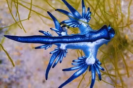 'Rồng xanh' xuất hiện, Tây Ban Nha lập tức ra lệnh cấm tắm biển