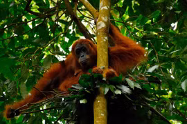 Loài vật kỳ lạ giao tiếp giống hệt người, chuyên gia bối rối