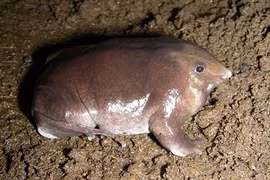 Phát hiện loài ếch mũi lợn, da trơn bóng tím biếc độc lạ