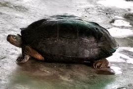 Rùa đầu đen nặng 5 kg bò vào rẫy ở Khánh Hòa sau lũ quý hiếm cỡ nào?