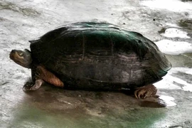 Rùa đầu đen nặng 5 kg bò vào rẫy ở Khánh Hòa sau lũ quý hiếm cỡ nào?