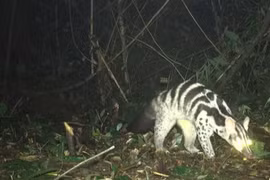  Bẫy ảnh phát hiện đàn động vật cực quý hiếm ở Vũ Quang