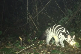  Bẫy ảnh phát hiện đàn động vật cực quý hiếm ở Vũ Quang