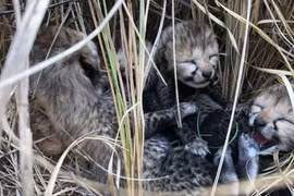 Loài vật quý hiếm 'tái xuất' thần kỳ sau 70 năm biến mất