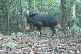 Bẫy ảnh phát hiện 22 loài động vật quý hiếm trong rừng Quảng Trị