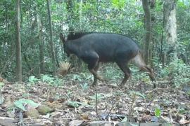 Bẫy ảnh phát hiện 22 loài động vật quý hiếm trong rừng Quảng Trị