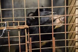 Cá thể gấu ngựa được cứu hộ thành công... loài trong Sách Đỏ