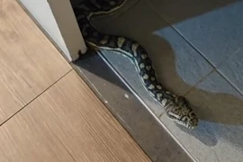 Thót tim thấy 'quái thú' trườn trong phòng tắm