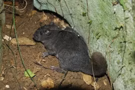 Bẫy ảnh 'tóm gọn' loài chuột đá từng tuyệt tích 11 triệu năm ở Quảng Bình