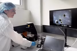 Chuyên gia nuôi bộ não mini để phát triển máy tính sinh học 