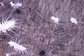 Lần đầu thấy cộng đồng sinh vật biển sâu tồn tại nhờ hóa chất