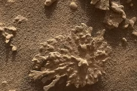 Xôn xao vật thể kỳ lạ như san hô trên sao Hỏa