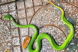 Rùng mình những lần rắn độc bò vào nhà dân