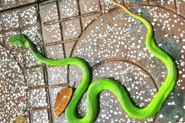 Rùng mình những lần rắn độc bò vào nhà dân