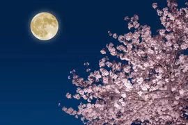 Người yêu thiên văn có thể chiêm ngưỡng 'Trăng Hồng' vào đầu tháng 4