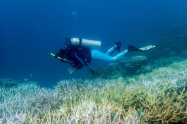 Hơn 50% rạn san hô toàn cầu bị tẩy trắng trong thời gian từ 2014 - 2017